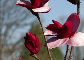 magnolia (1)